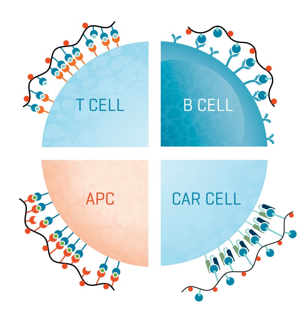 Grafisk fire-delt illustration af T-celle, B-celle, APC og CAR-celle bundet til MHC Dextramer® reagenser.